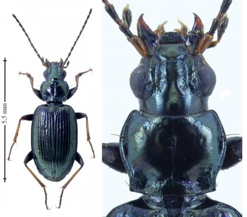 Bembidion tibiale