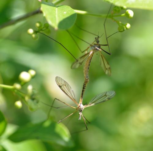 Tipula vernalis