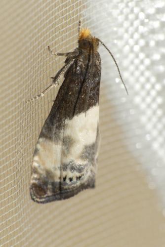 Notocelia cynosbatella
