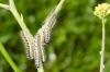 181753 – Photo : Fabricius – France (13)