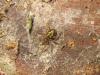 Amaurobius sp.
