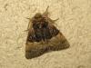 181474 – Photo : The Ghost Nightjar – France (56)