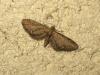 181468 – Photo : The Ghost Nightjar – France (56)