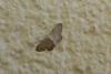 181470 – Photo : papilio alexanor – France (85)