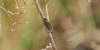 Agriotes pilosellus