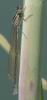 Coenagrion puella
