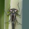 Coenagrion puella