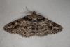 181480 – Photo : Yannick Mourgues – France (48)