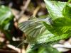 181787 – Photo : Greenlife – France (01)