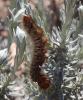 Lasiocampa quercus