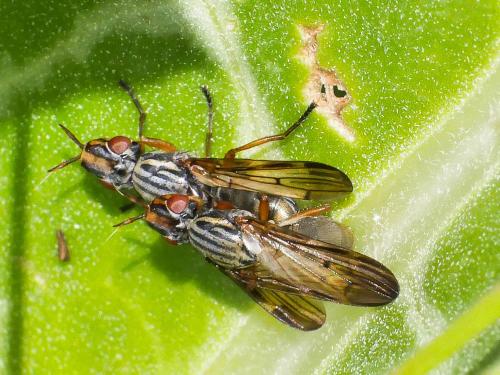 Dorycera graminum