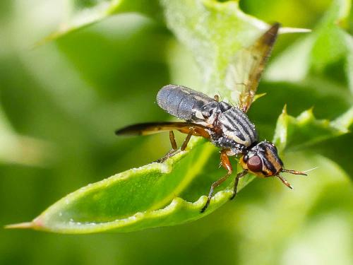 Dorycera graminum