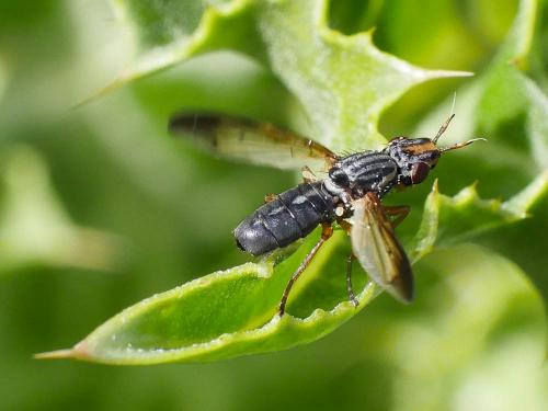 Dorycera graminum