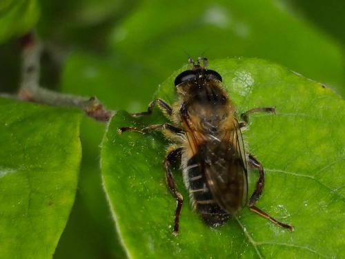 Criorhina asilica