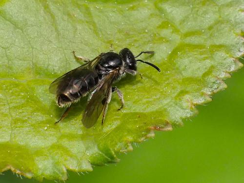 Lasioglossum sp.