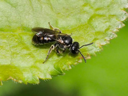 Lasioglossum sp.