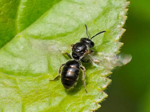 Lasioglossum sp.