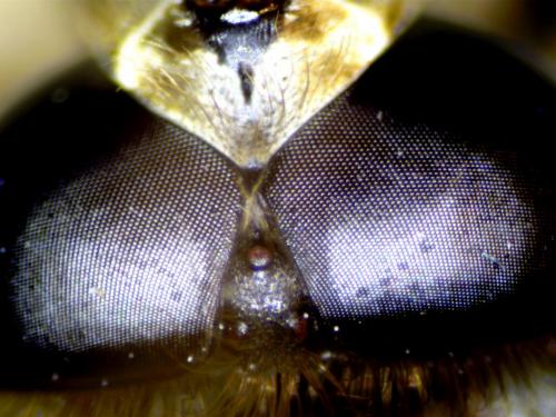 Brachypalpus valgus