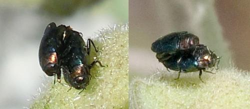 Réf. 182 786 : Trachys troglodytiformis