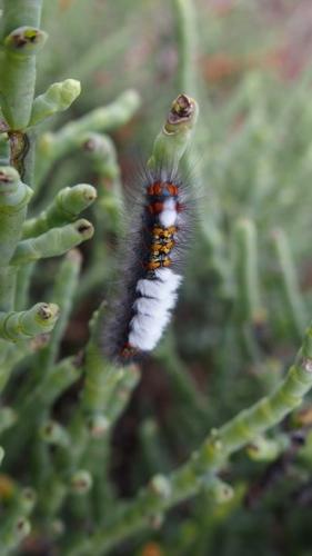 Orgyia dubia