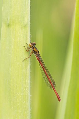 Ceriagrion tenellum