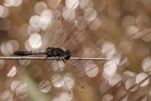 Réf. 182 346 : Leucorrhinia caudalis