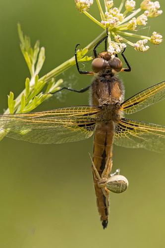 Réf. 182 926 : Libellula fulva