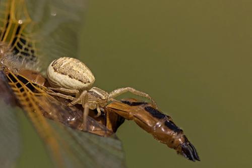 Libellula fulva