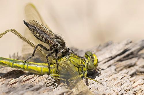 Gomphus pulchellus