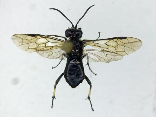 Réf. 182 383 : Macrophya alboannulata