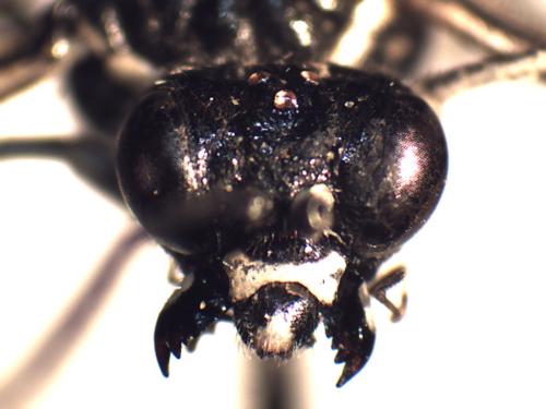Réf. 182 408 : Macrophya alboannulata