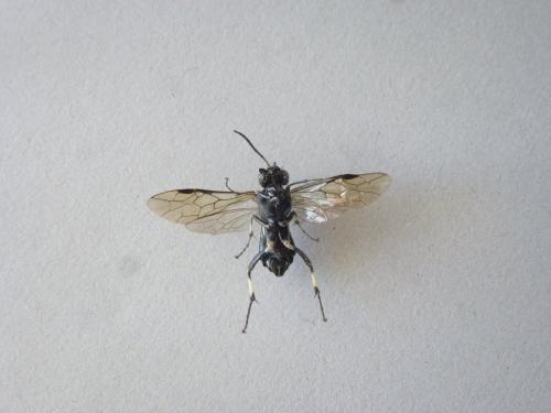 Réf. 182 623 : Macrophya alboannulata