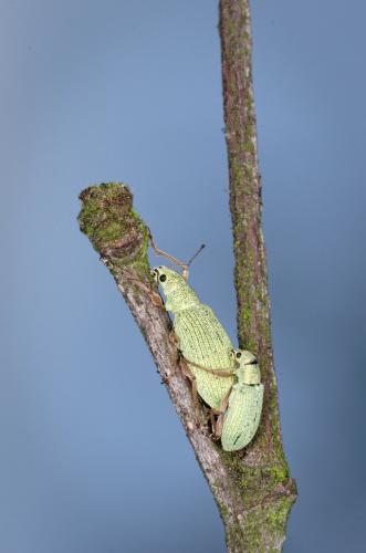 Réf. 182 072 : Polydrusus impressifrons