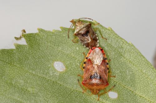 Réf. 182 070 : Elasmucha grisea