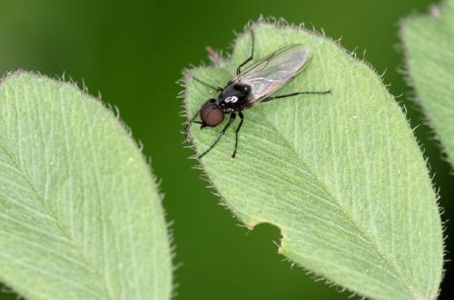 Dilophus sp.