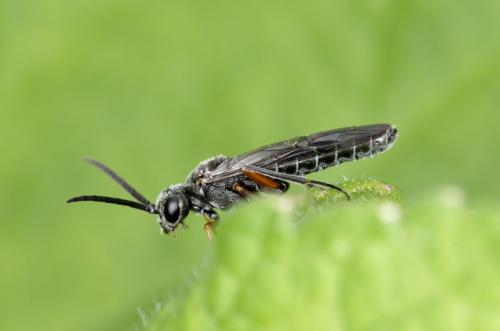 Réf. 182 287 : Dolerus liogaster