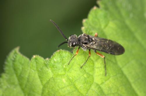 Dolerus liogaster