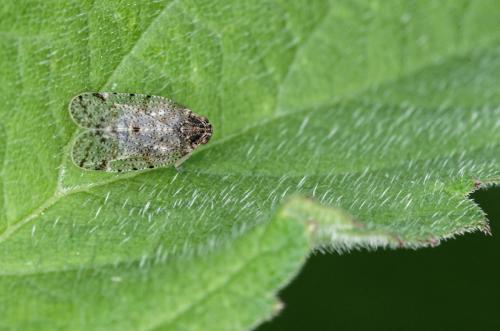 Réf. 182 711 : Tachycixius pilosus