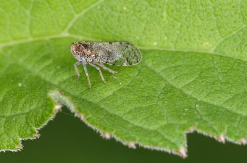 Tachycixius pilosus