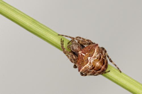 Réf. 182 284 : Gibbaranea bituberculata