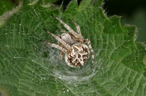 Agalenatea redii