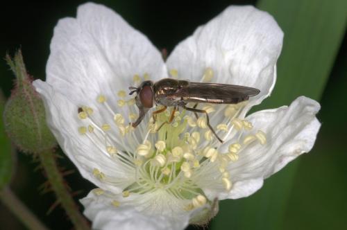 Réf. 182 428 : Platycheirus scutatus