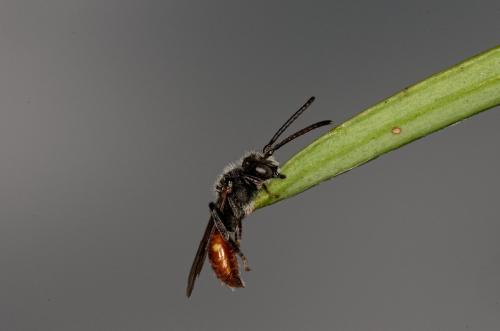 Nomada fabriciana