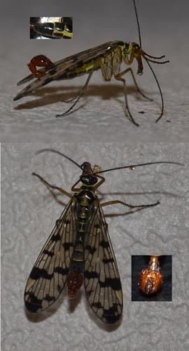 Panorpa vulgaris