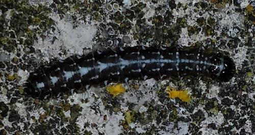 Réf. 182 053 : Nyctobrya muralis
