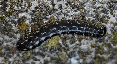 Réf. 182 052 : Nyctobrya muralis
