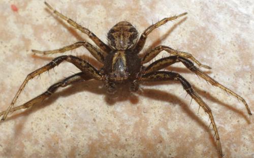 Xysticus sp.