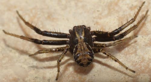 Xysticus sp.