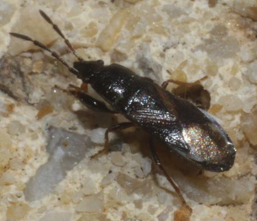 Réf. 182 968 : Piezoscelis staphylinus