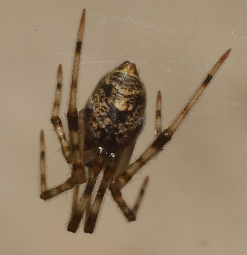 Parasteatoda tepidariorum
